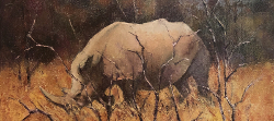 Rhino Study - Kruger Park | 2020 | Oil on Canvas | 30 x 40 cm